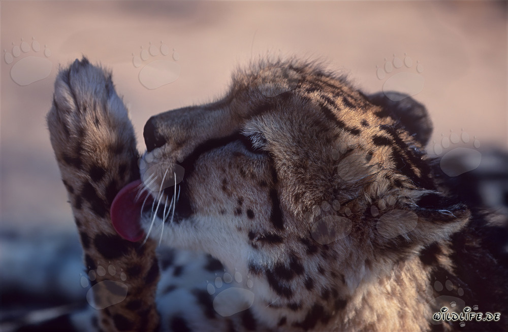Guepard royal lèche sa patte