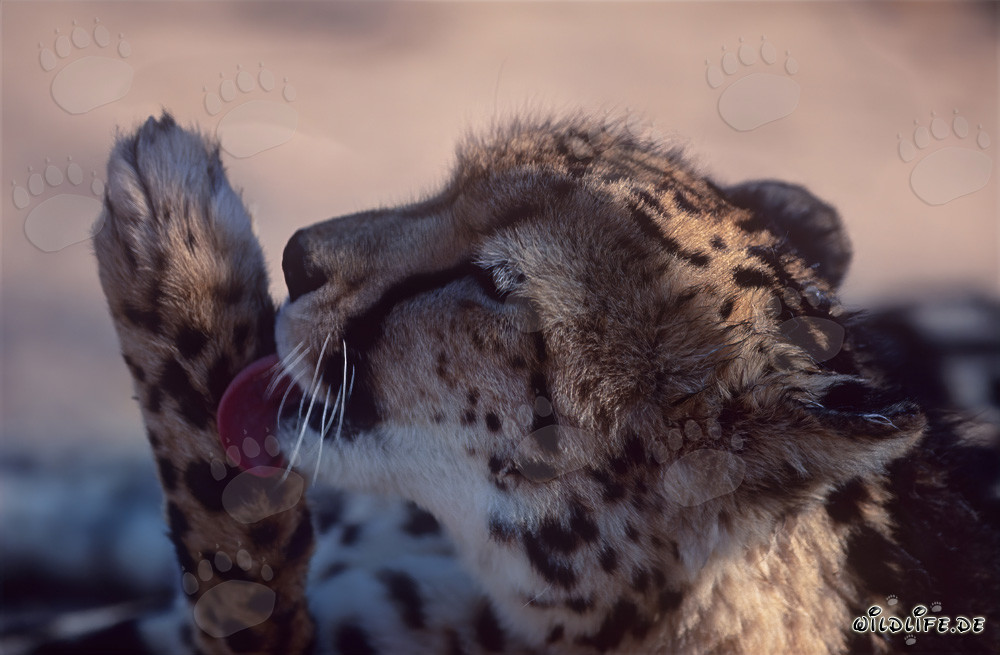 King Cheetah licking its paw