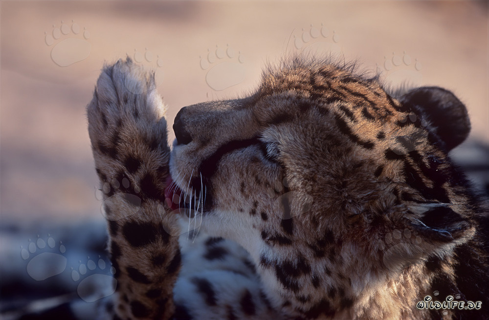Guépard royal lèche sa patte - Portrait majestueux d'un rare prédateur