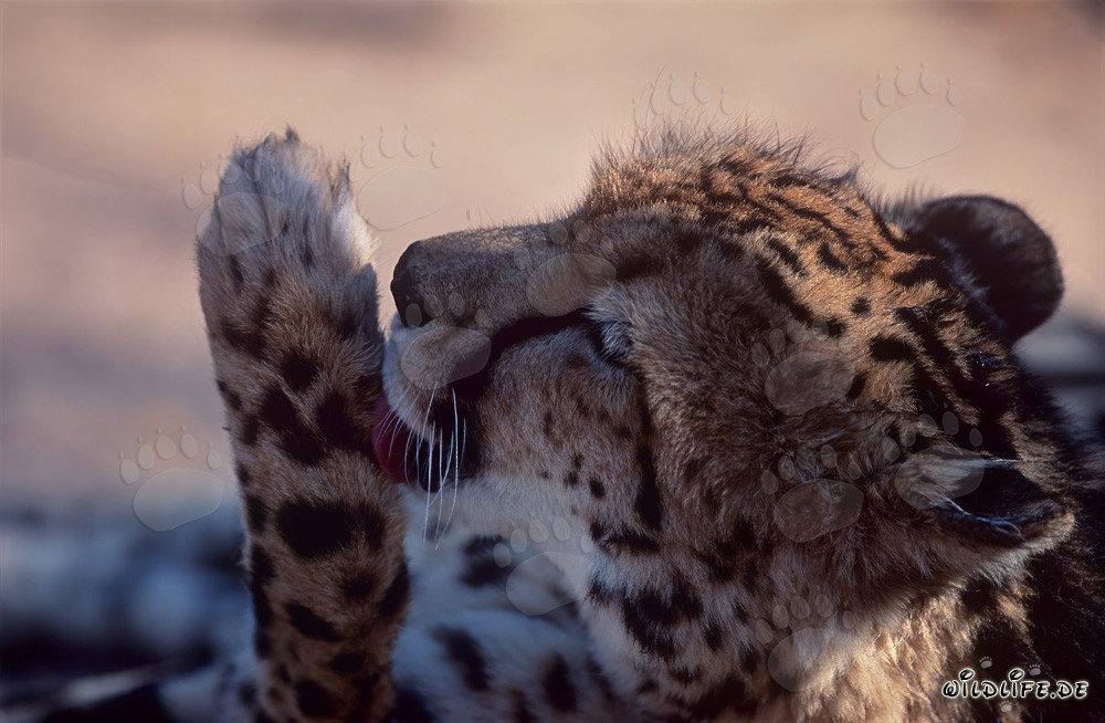 King cheetah licking its paw - Majestic shot of a rare predator