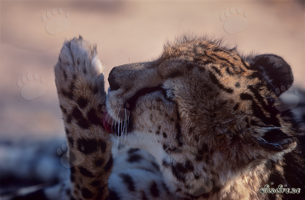 Königsgepard leckt seine Pfote - Majestätische Aufnahme eines seltenen Raubtiers