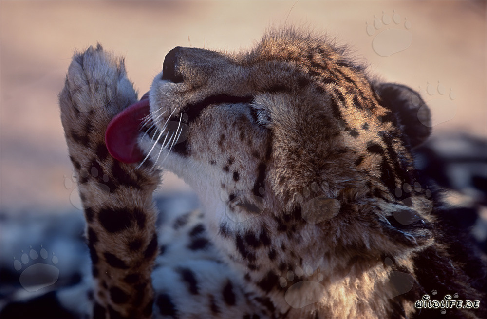 Guepard royal - Soin intensif des pattes