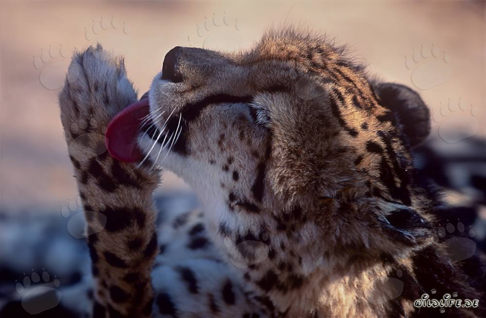 King Cheetah - Intensive Paw Care