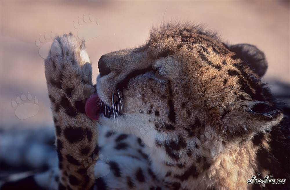 Raro ghepardo reale cura la sua zampa presso il Centro di Ricerca e Allevamento di Hoedspruit, in Sudafrica