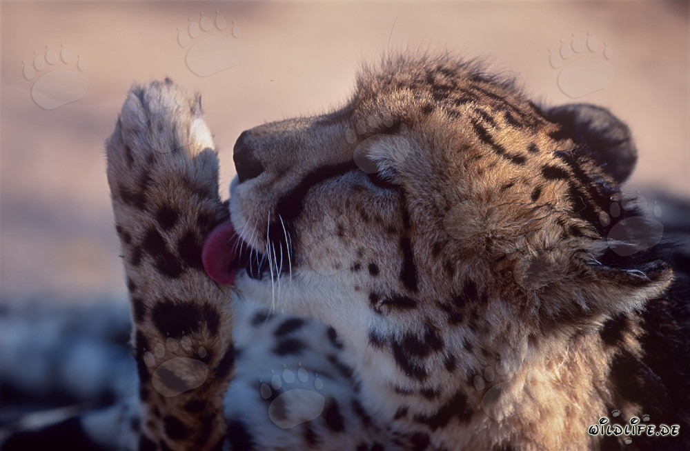 Rareté: un guépard royal soigne sa patte au centre de recherche et d'élevage de Hoedspruit, en Afrique du Sud