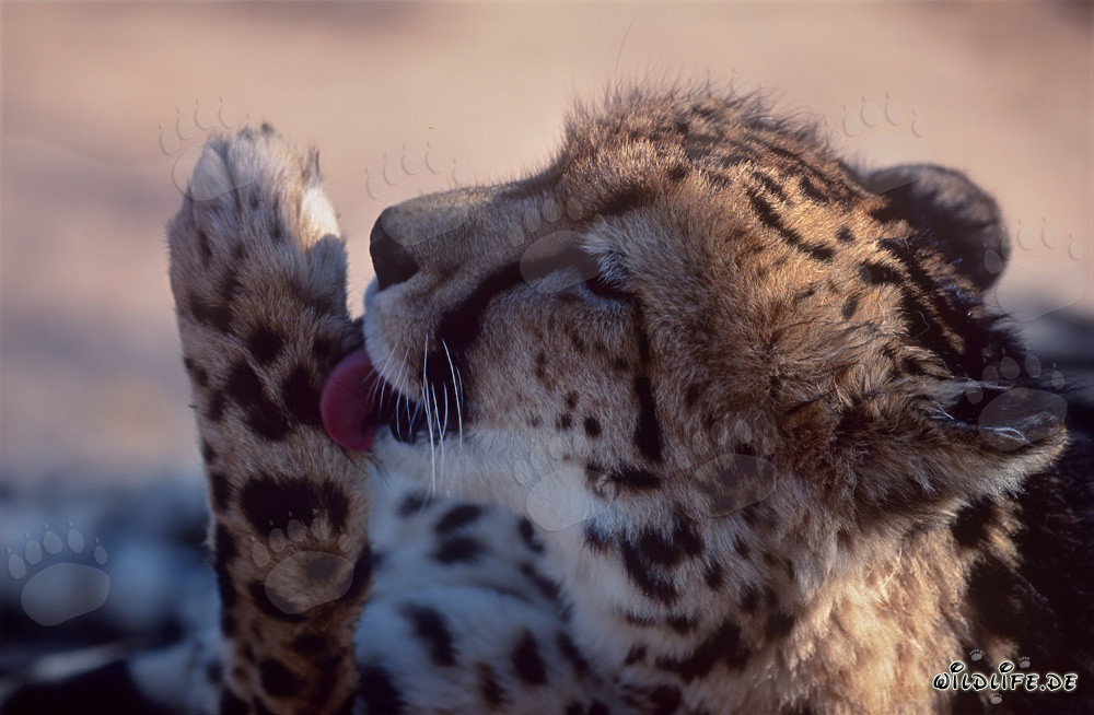 Raro guepardo real cuida su pata en el Centro de Investigación y Cría de Hoedspruit en Sudáfrica