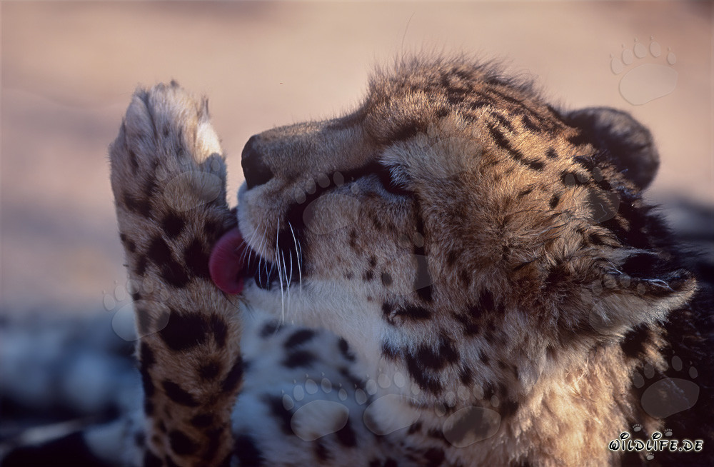 Rare King Cheetah grooming its paw at Hoedspruit Research & Breeding Centre, South Africa