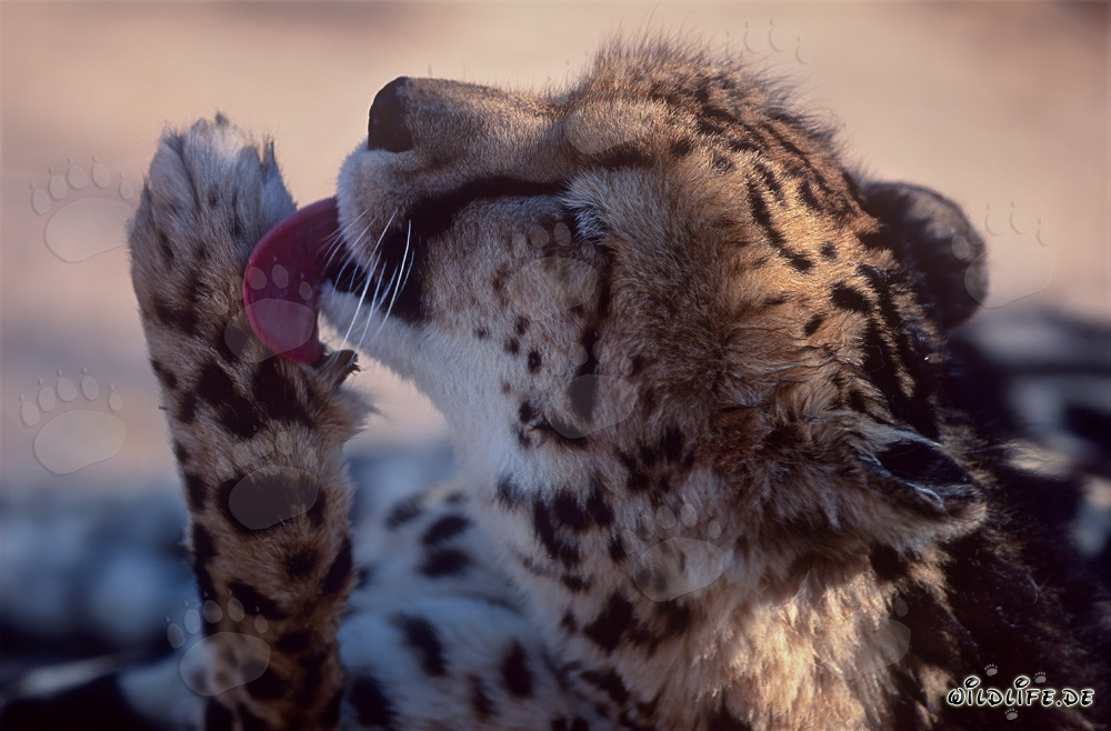 Guépard royal lèche sa patte