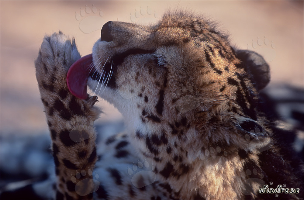 King Cheetah licking its paw
