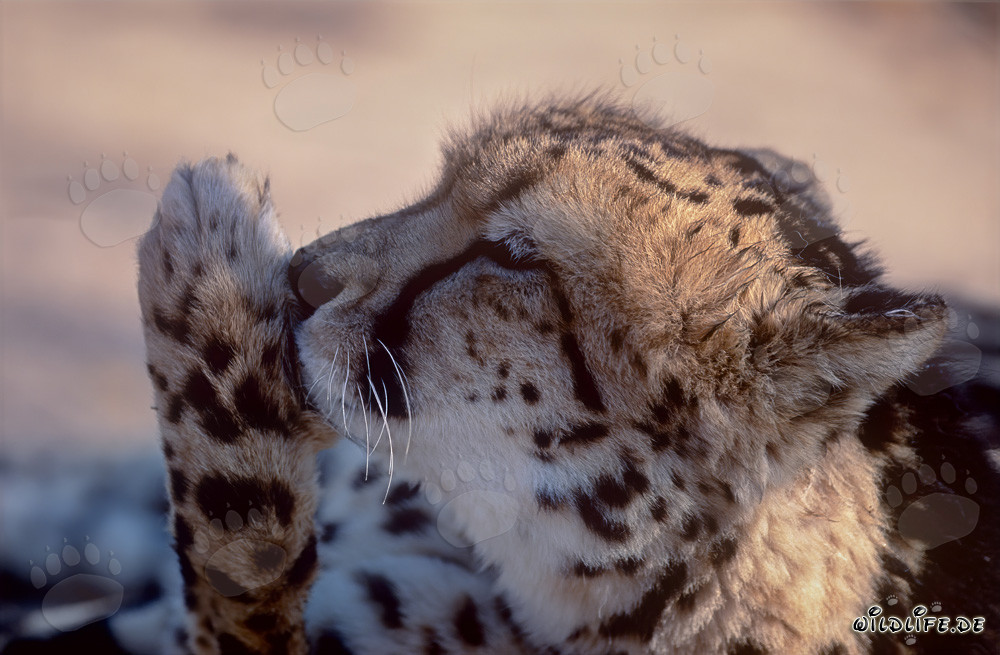 King Cheetah Licking its Paw - Majestic Predator Portrait