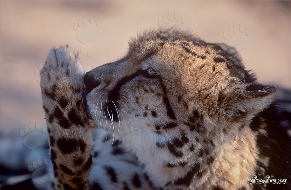 Leopardo real lame su pata - Retrato majestuoso del felino