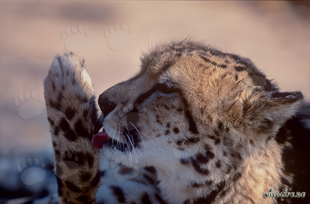 Ghepardo reale che lecca le zampe nella natura selvaggia del Sudafrica