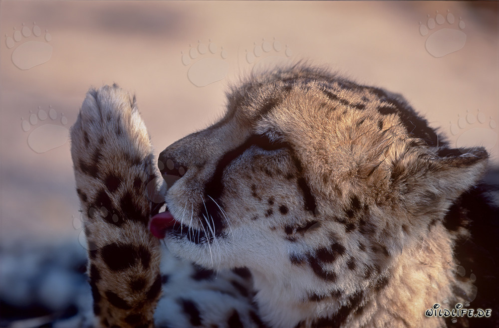 Königsgepard beim Pfotenlecken in der Wildnis von Südafrika
