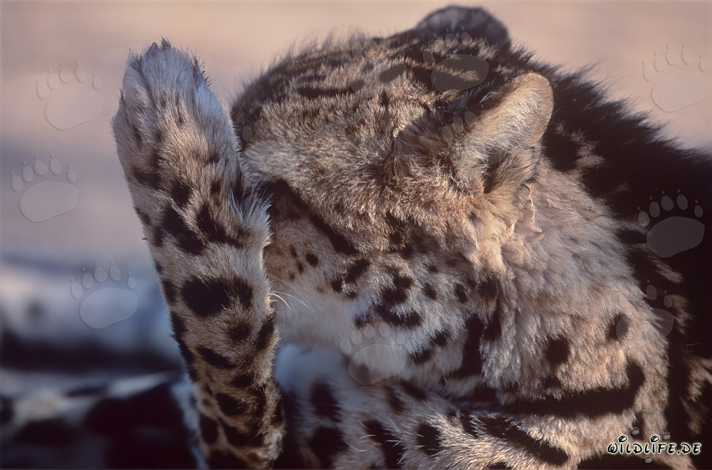 Ghepardo reale lecca la sua zampa - Felino maestoso in Sudafrica