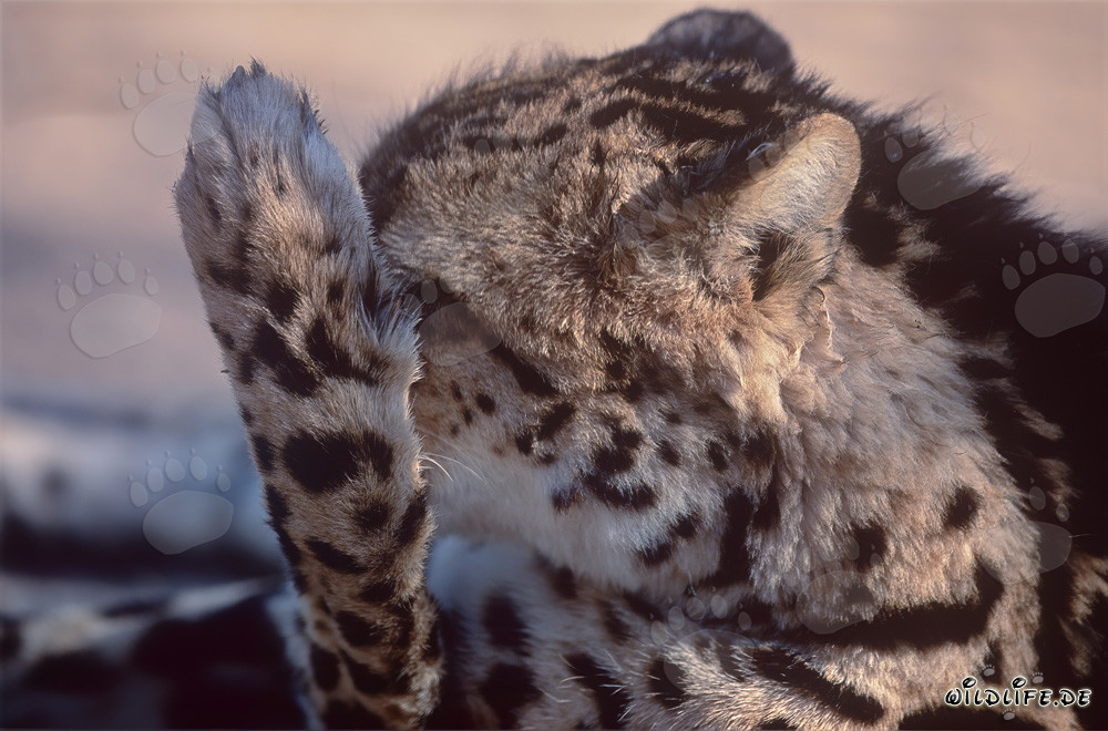 Guepardo real lame su pata - Felino majestuoso en Sudáfrica