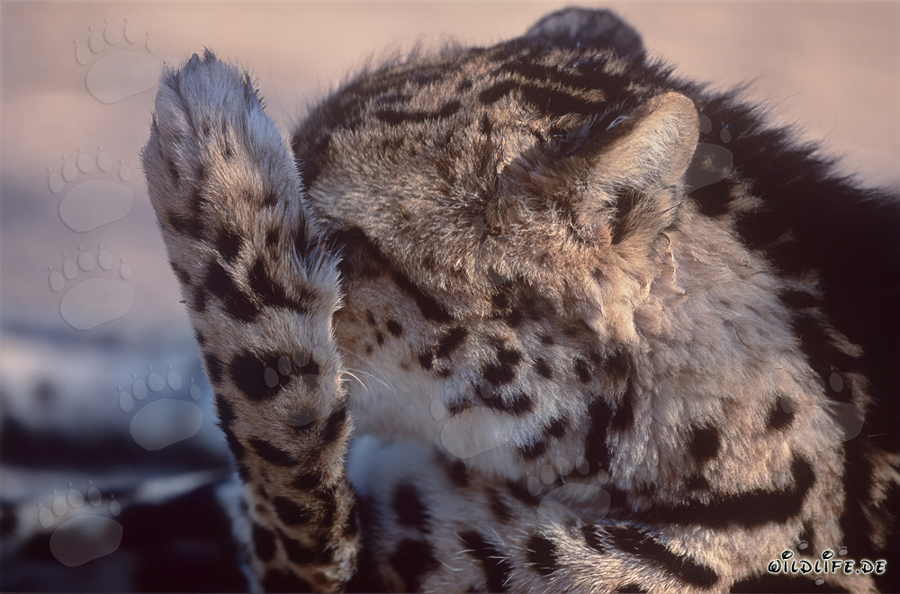 Königsgepard leckt seine Pfote - Majestätische Raubkatze in Südafrika