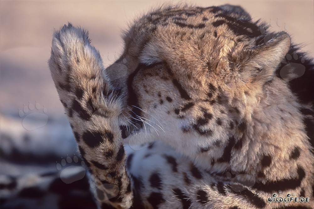 Ghepardo reale lecca la sua zampa - Ritratto di un raro predatore