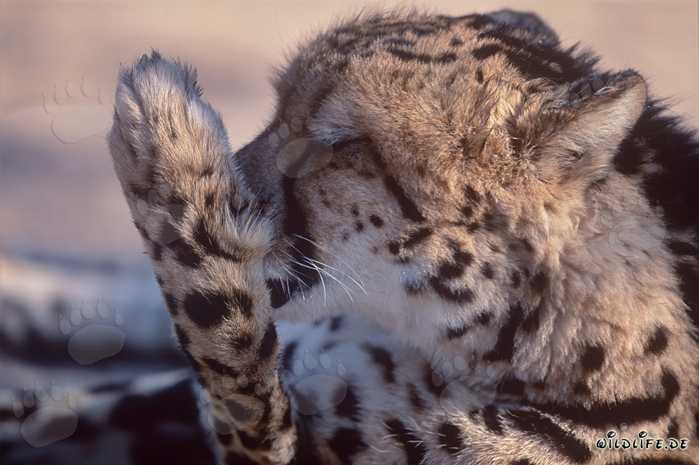 Guépard royal lèche sa patte - Portrait d'un prédateur rare