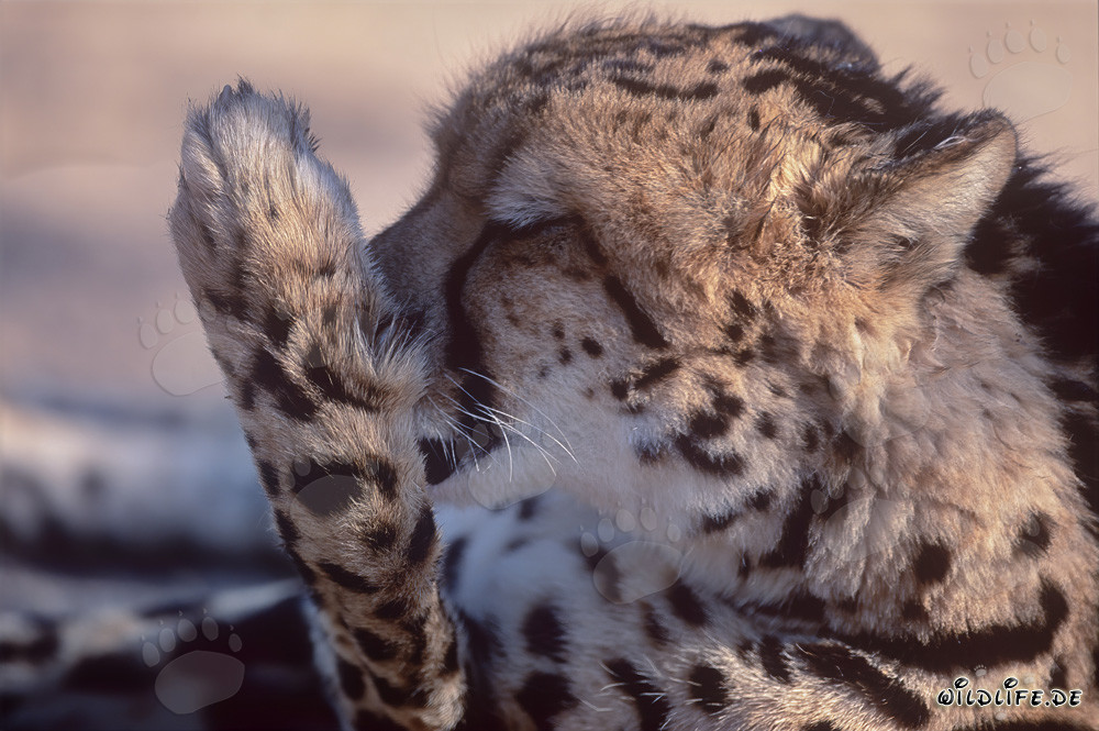 Guepardo real lame su pata - Retrato de un depredador raro