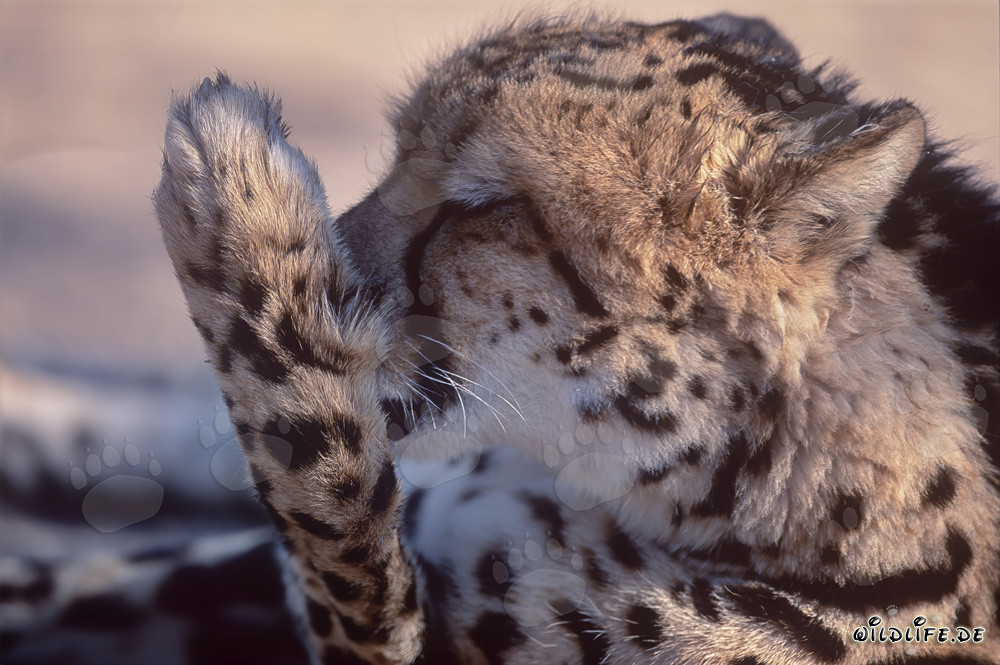 Königsgepard leckt seine Pfote - Porträt eines seltenen Raubtiers
