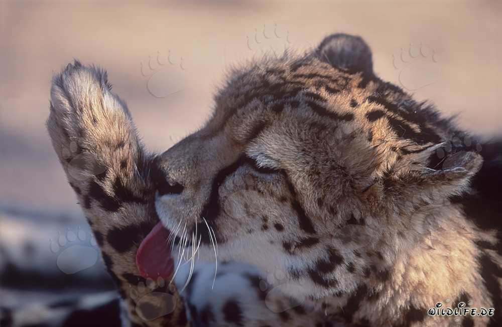 Königsgepard - Pfotenpflege