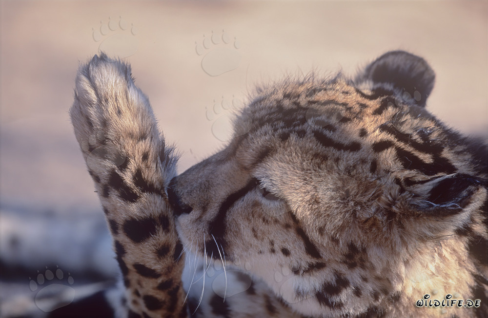 Ghepardo reale lecca la zampa - Ritratto maestoso di felino