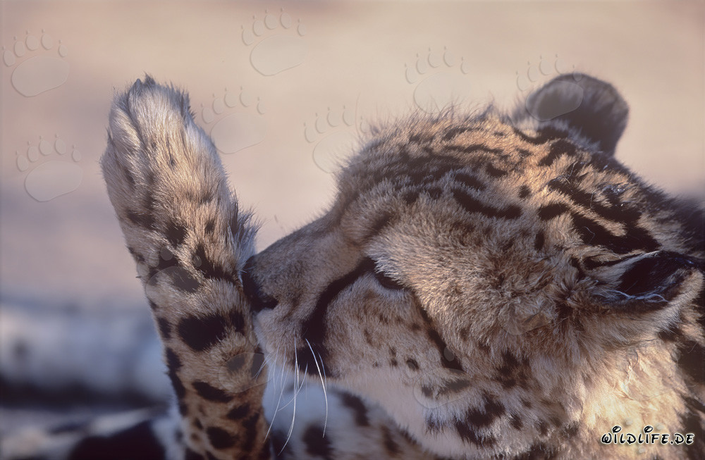 Guepardo real lame su pata - Retrato majestuoso de felino