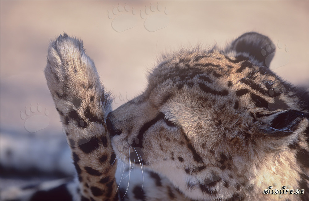 Königsgepard leckt Pfote - Majestätischer Raubkatzenportrait