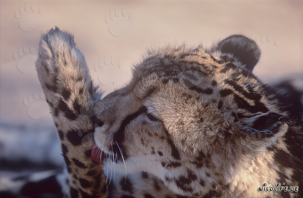 King Cheetah Licking Its Paw in Captivity
