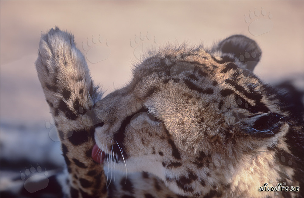Königsgepard beim Pfotenlecken in Gefangenschaft