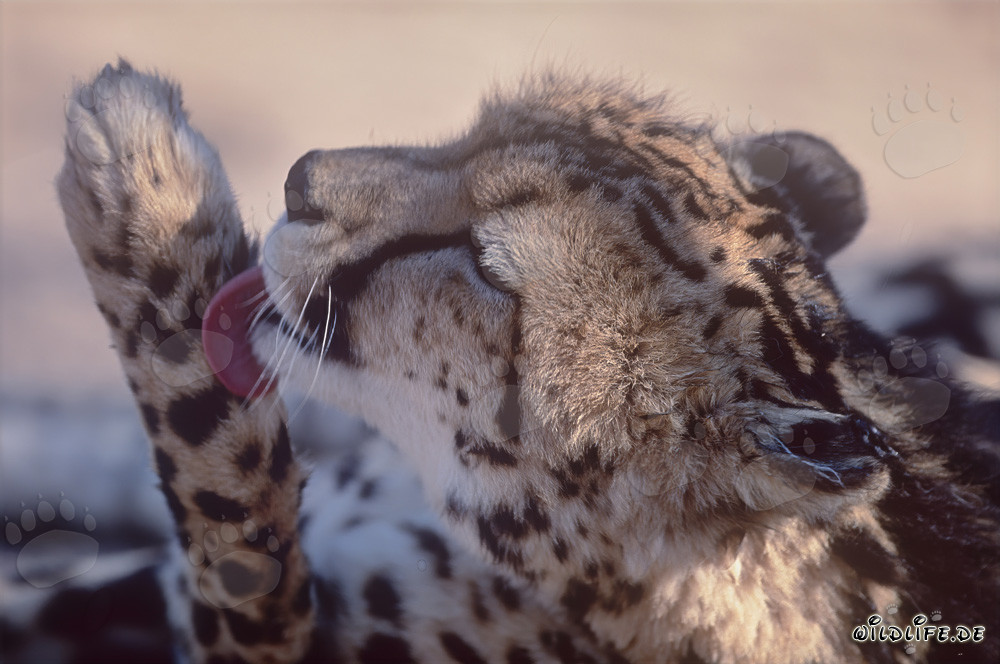 Le guépard royal prend soin de sa patte