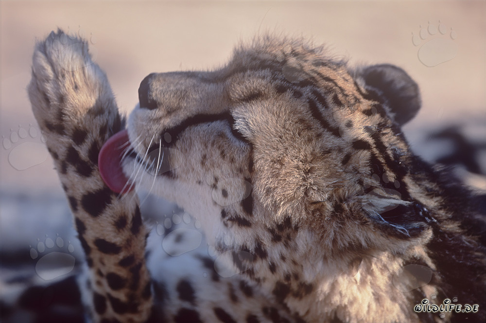 King Cheetah maintains his paw