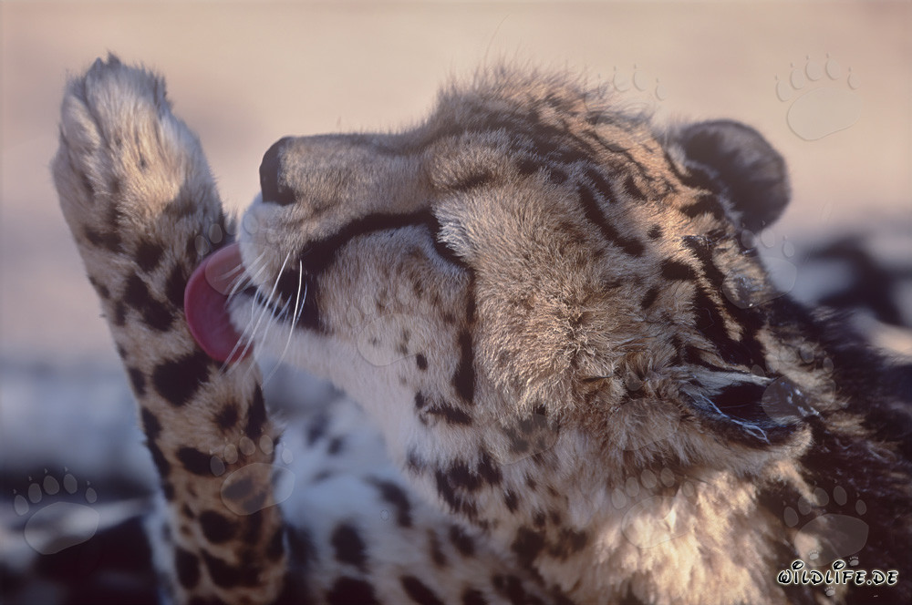 Königsgepard pflegt seine Pfote