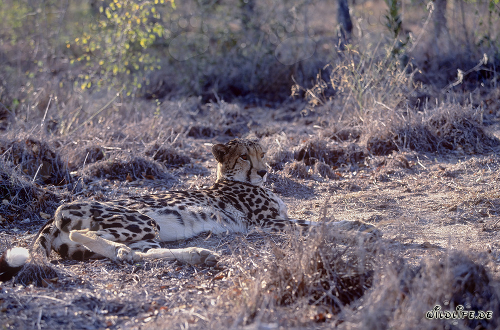 Guépard royal en majestueux repos - Portrait fascinant d'un guépard royal