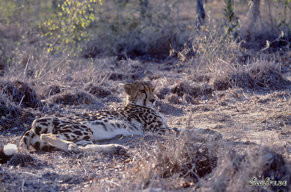 Koenigsgepard in majestätischer Ruhe liegend - Faszinierendes Porträt eines King Cheetahs