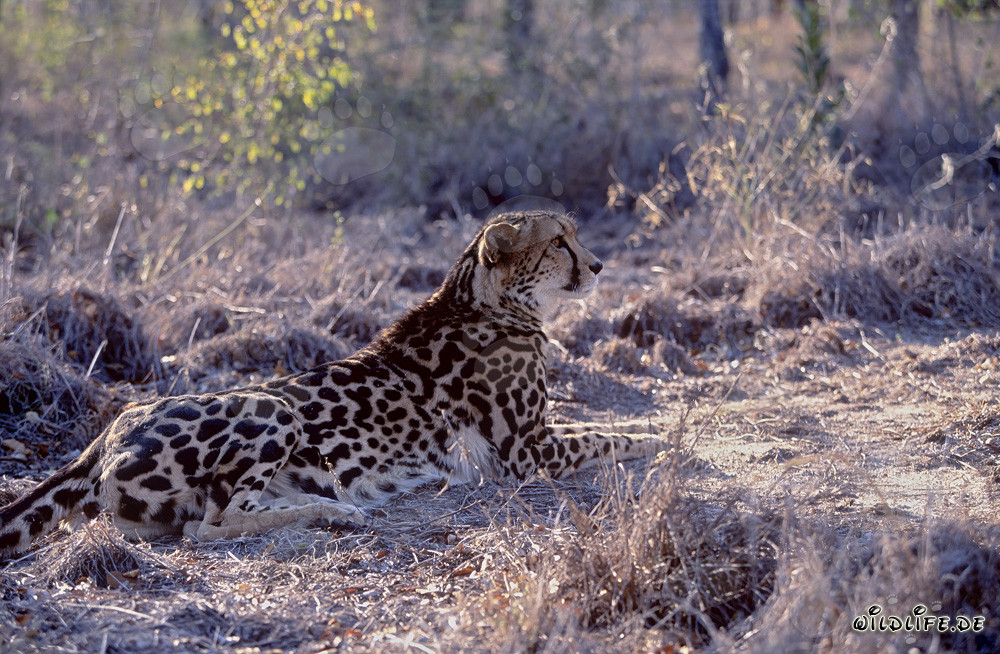 Guépard royal en quête de nourriture dans la nature sauvage