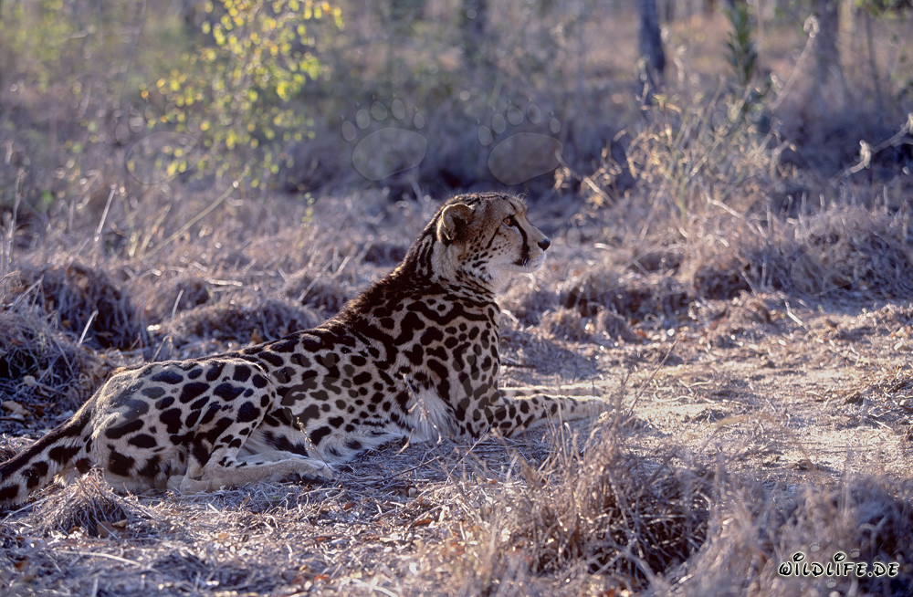 King Cheetah in the wilderness searching for food