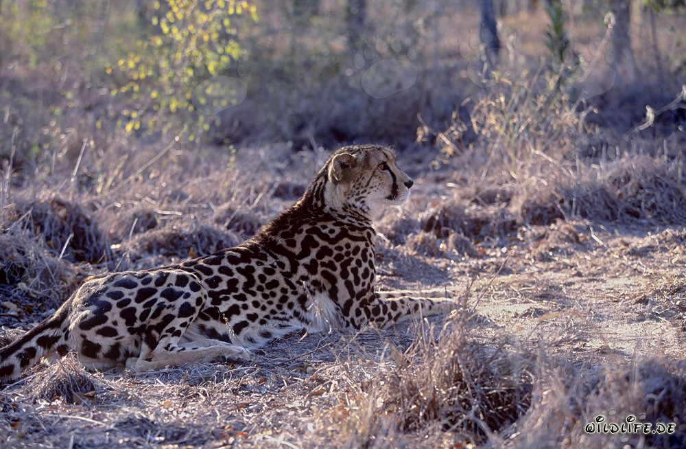 Königsgepard in der Wildnis auf Futtersuche