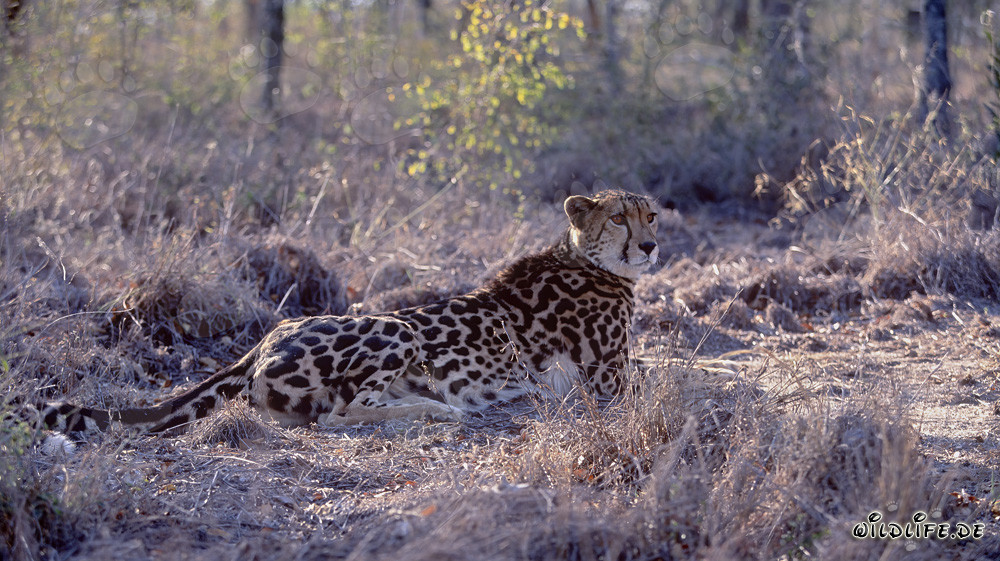 Raro ghepardo reale si riposa nella natura del Sud Africa