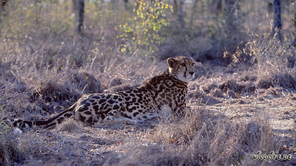 Raro guepardo real descansando en la naturaleza de Sudáfrica