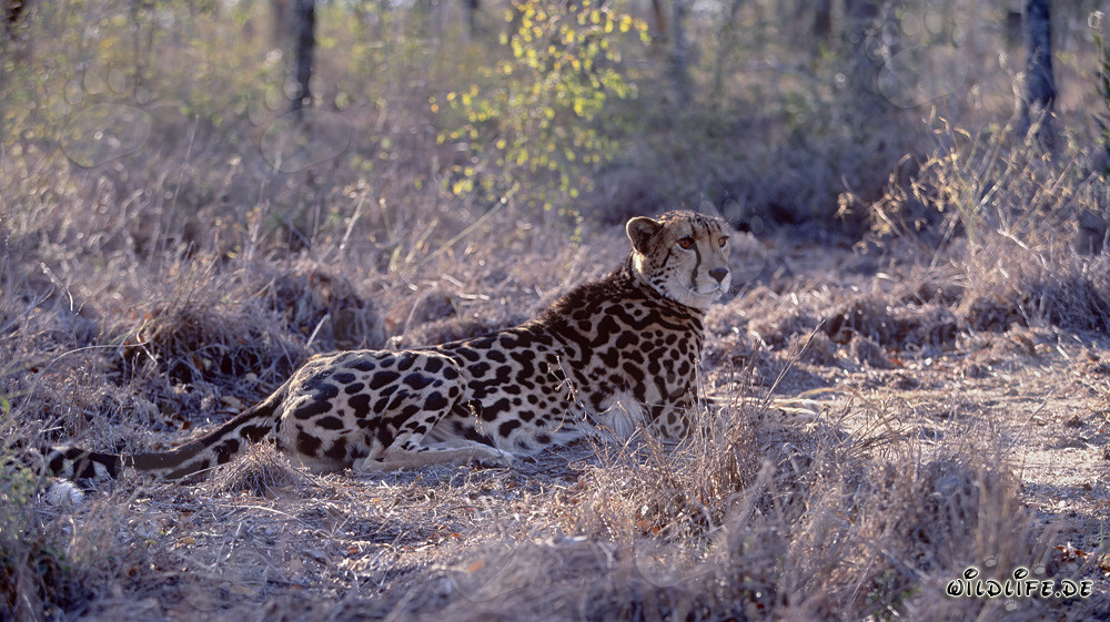 Rareté du guépard royal se reposant dans la nature d'Afrique du Sud