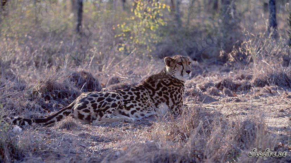 Rare king cheetah resting in the wilderness of South Africa
