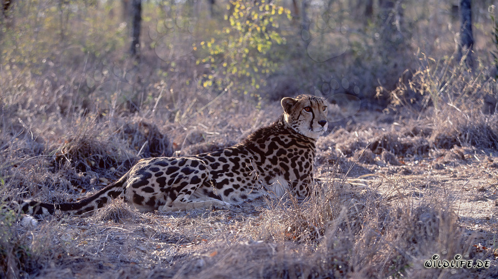 Seltener Königsgepard ruht sich aus in der Natur von Südafrika
