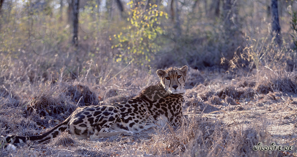 Rarissime guépard royal effrayé par des bruits
