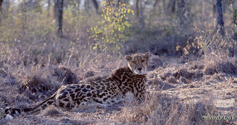 Rare King Cheetah Startled by Noise