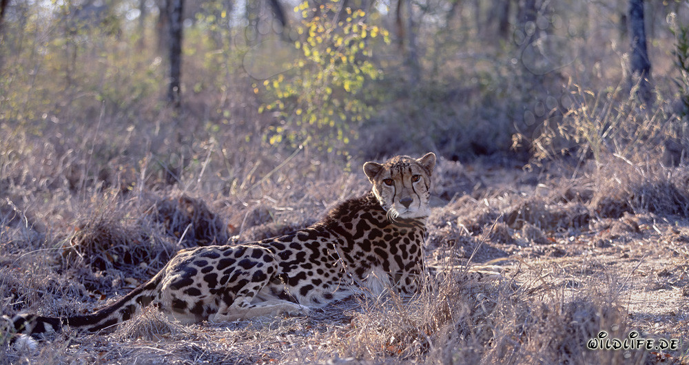 Seltener Königsgepard wird durch Geräusche aufgeschreckt