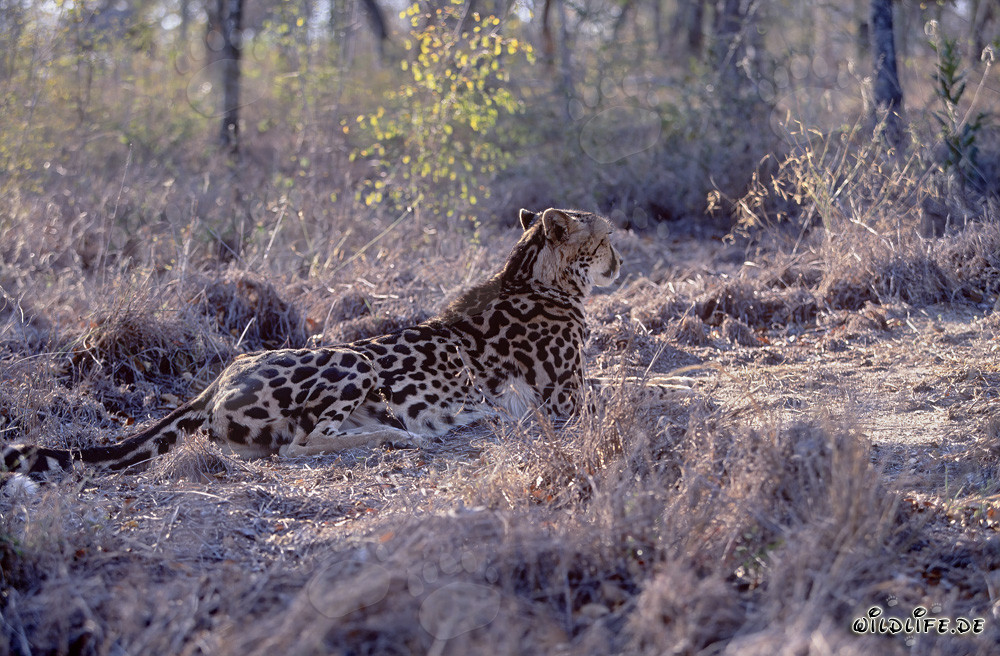 Ghepardo reale in riposo - Felino maestoso in Africa