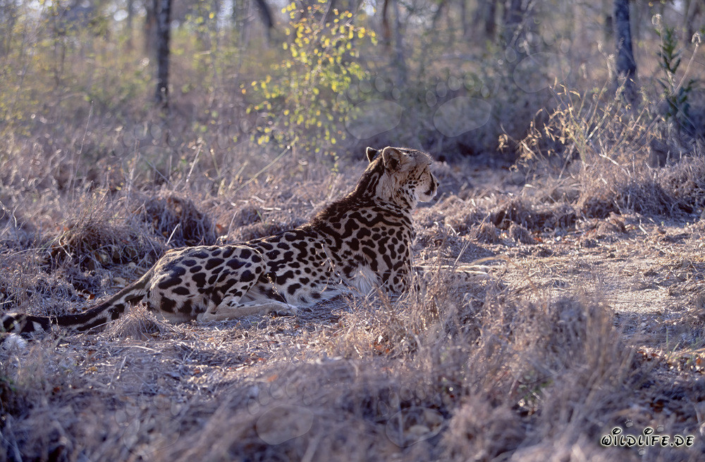 King Cheetah Resting - Majestic Predator in Africa