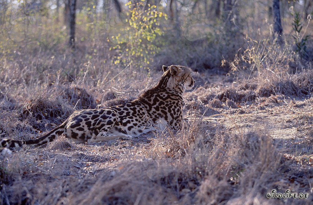 Königsgepard ruht sich aus - Majestätische Raubkatze in Afrika