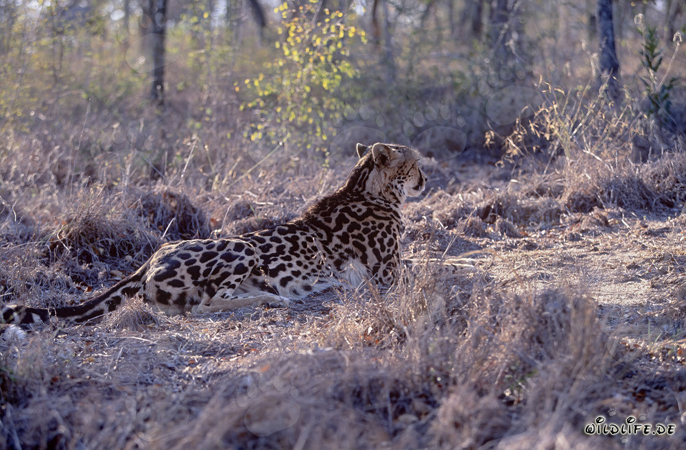 Leopardo real descansando - Majestuoso felino en África